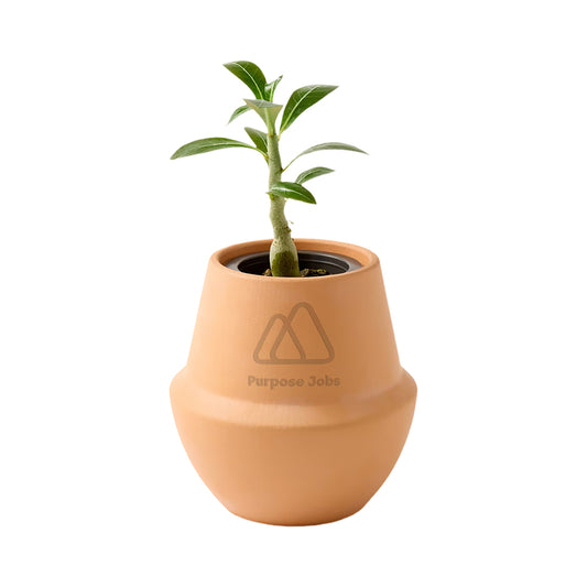 Modern Sprout Bonsai Grow Kit