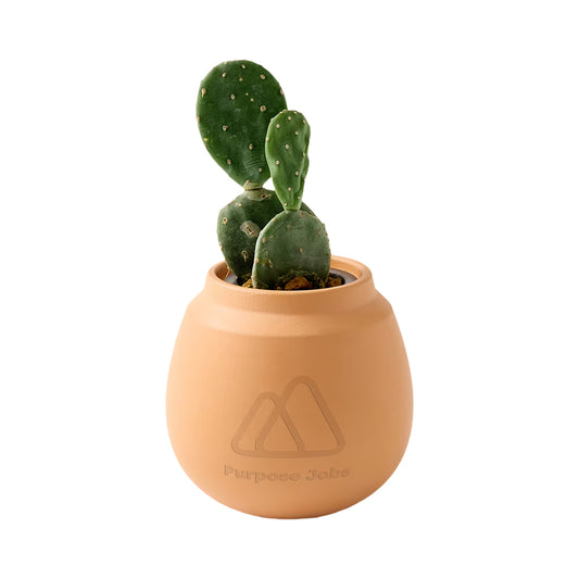 Modern Sprout Cactus Grow Kit